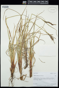 Carex aquatilis image