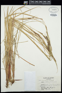 Carex aquatilis image