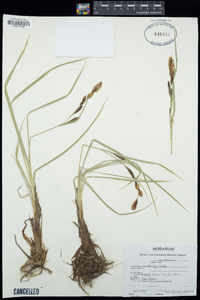 Carex aquatilis image