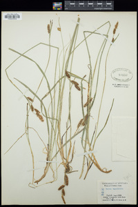 Carex aquatilis image