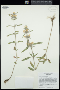 Monarda citriodora subsp. austromontana image