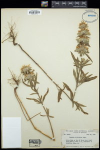 Monarda citriodora image