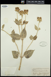 Monarda clinopodia image