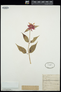 Monarda didyma image