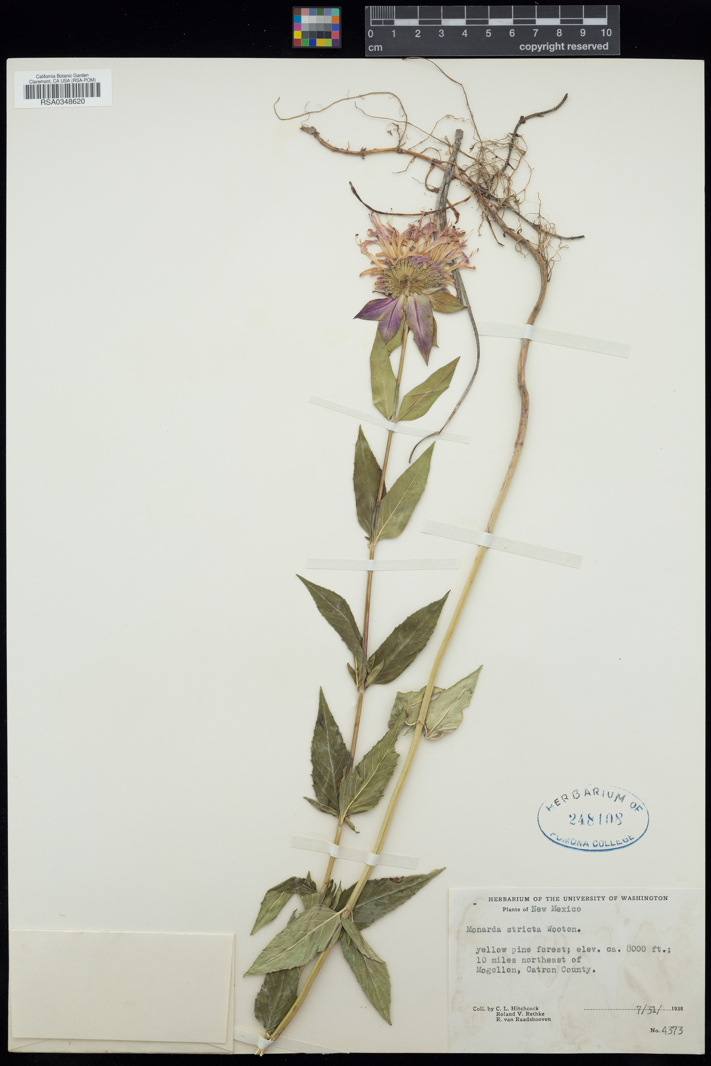 Monarda stricta image