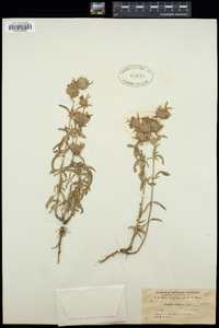 Monarda citriodora image