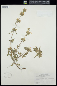 Monarda pectinata image