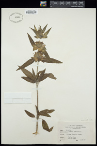 Monarda punctata var. intermedia image