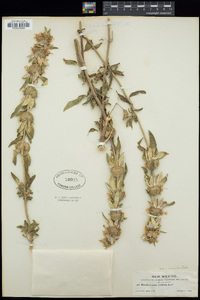 Monarda punctata subsp. occidentalis image