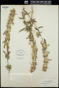 Monarda punctata var. occidentalis image