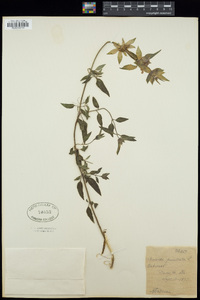 Monarda punctata image