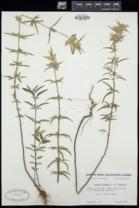 Monarda punctata subsp. punctata image