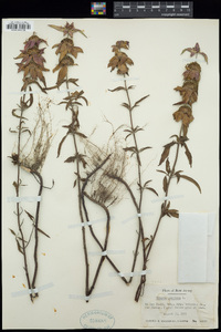 Monarda punctata image