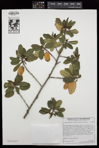 Frangula californica subsp. californica image