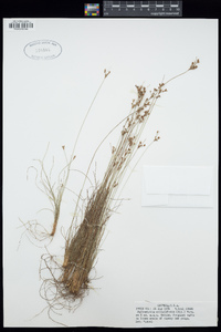 Bulbostylis ciliatifolia image