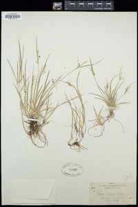 Carex aurea image