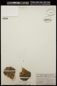 Mammillaria peninsularis image