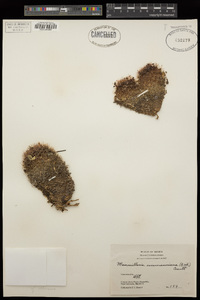 Mammillaria evermanniana image