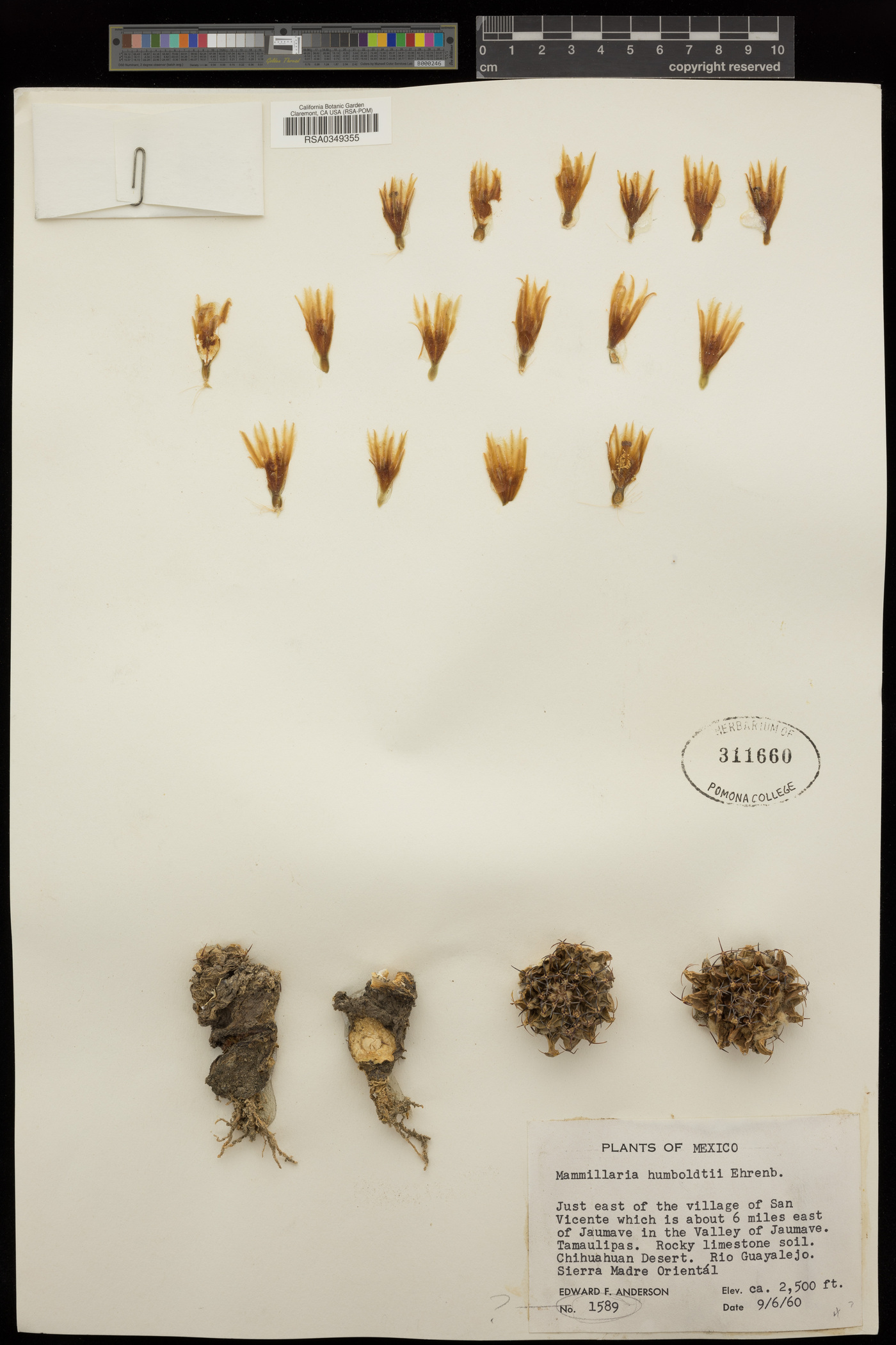 Mammillaria humboldtii image