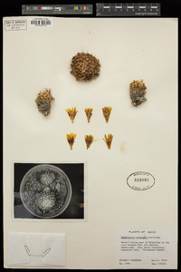 Image of Mammillaria melaleuca