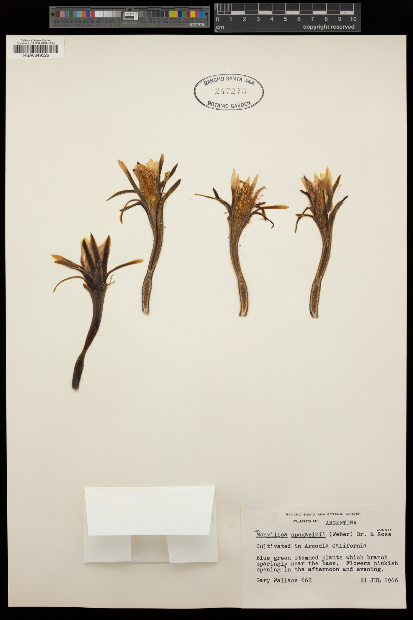 Cereus spegazzinii image