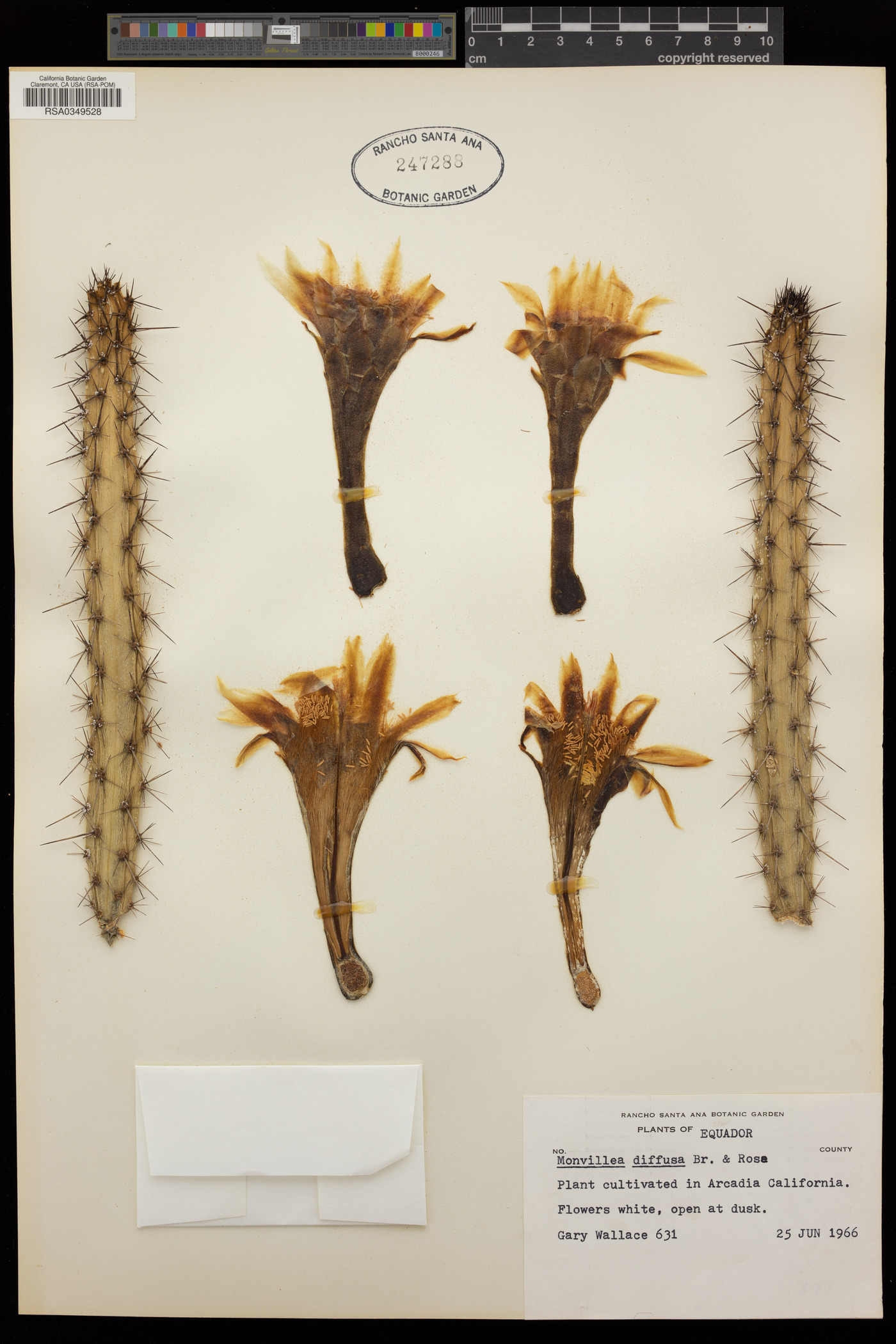 Cereus diffusus image
