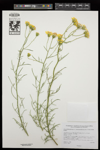 Senecio flaccidus image