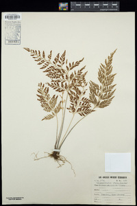Asplenium adiantum-nigrum subsp. adiantum-nigrum image