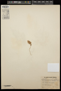 Hymenophyllum malingii image