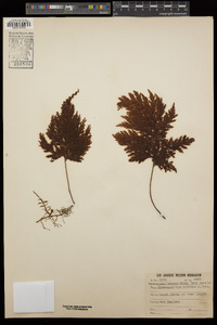 Hymenophyllum scabrum image