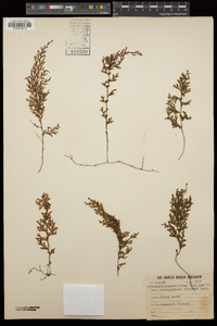 Hymenophyllum recurvum image