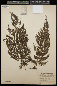 Crepidomanes schmidianum image