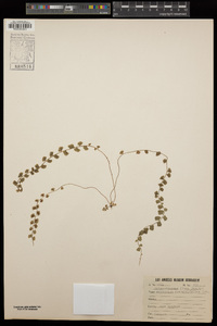 Asplenium flabellifolium image