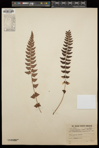 Polystichum triangulum image