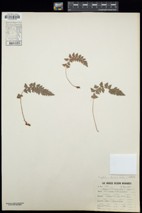 Polystichum stimulans image