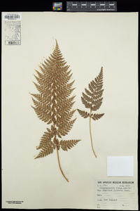 Polystichum neozelandicum image