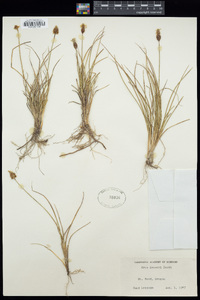 Carex breweri image