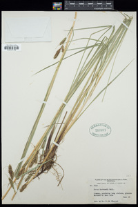 Carex buxbaumii image