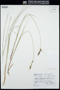 Carex buxbaumii image