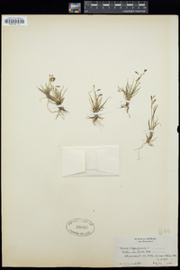 Carex capillaris image