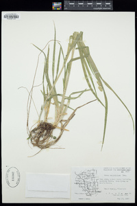 Carex cephaloidea image