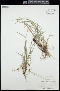 Carex chapmanii image