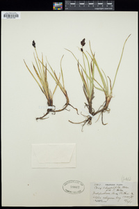 Carex chimaphila image