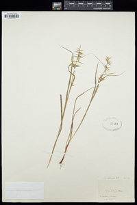 Carex collinsii image