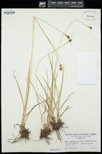 Carex complanata image