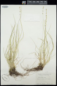 Carex convoluta image