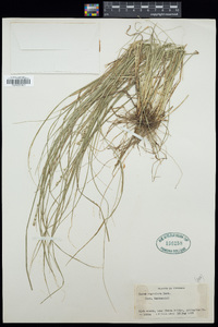 Carex convoluta image