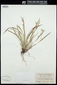 Carex crebriflora image