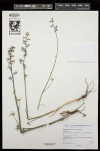 Delphinium parishii subsp. parishii image