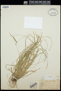 Carex deweyana image